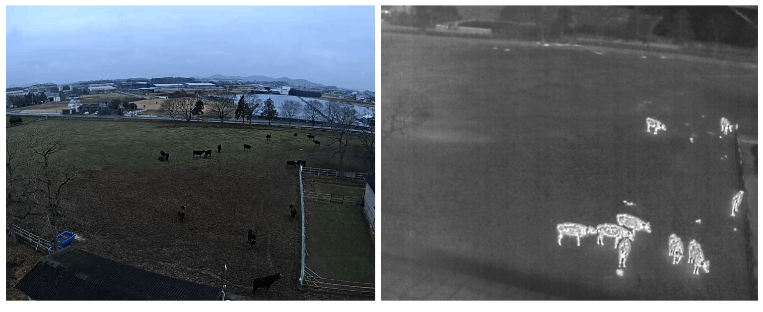 各カメラから取得した画像（左：可視光カメラ，右：暗視カメラ）