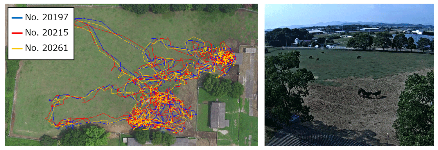 発情時に形成される特殊な牛群の特徴（左はGPSにもとづく移動軌跡で滞留場所と移動方向が同期していることが分かる.右はその時の俯瞰画像で乗駕行動が確認できる）