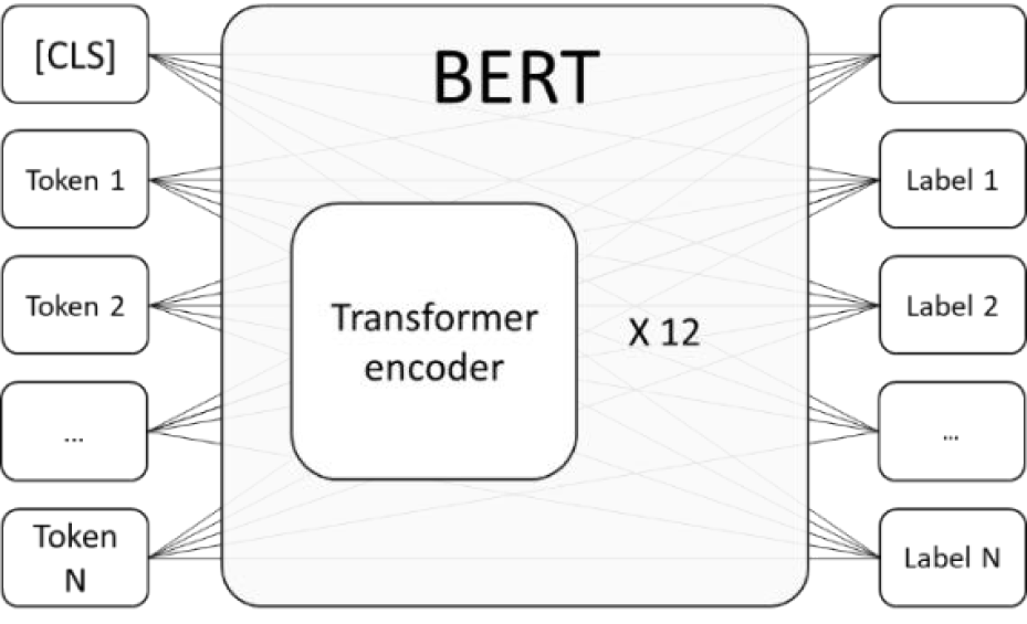 The BERT model during the fine-tuning step for NER task.