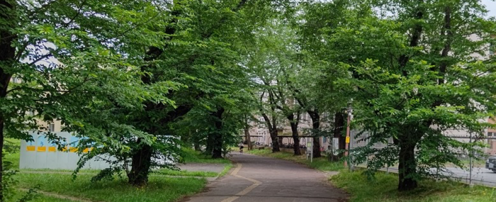 実験候補地の樹木　Trees at the experimental candidate site.