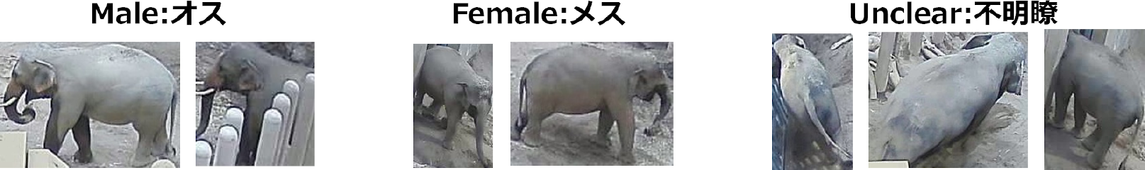 Identificationデータセット　Dataset of identification.