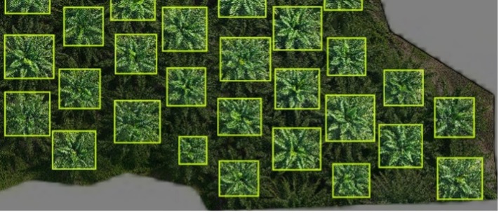 Figure 4　Sample of an Annotated dataset of oil palm plantation