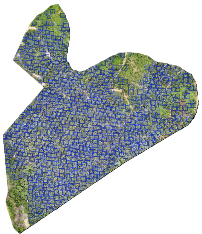 Figure 8　Detected Oil palm trees in other areas of the plantations