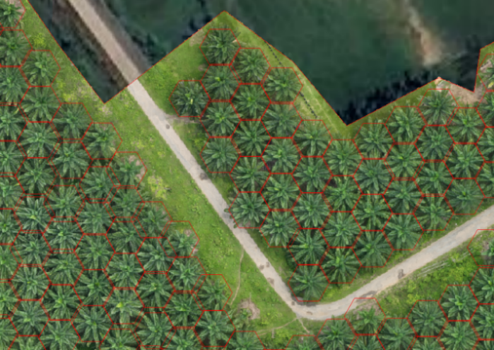 Figure 10　Conversion of bounding boxes into polygon geometries representing individual oil palm crowns