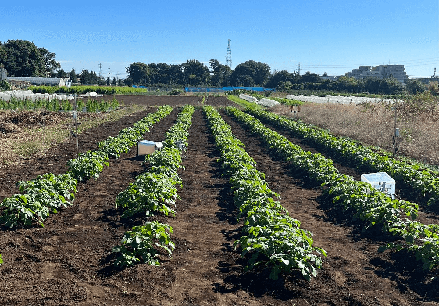 図1　栽培試験期間における圃場の様子
