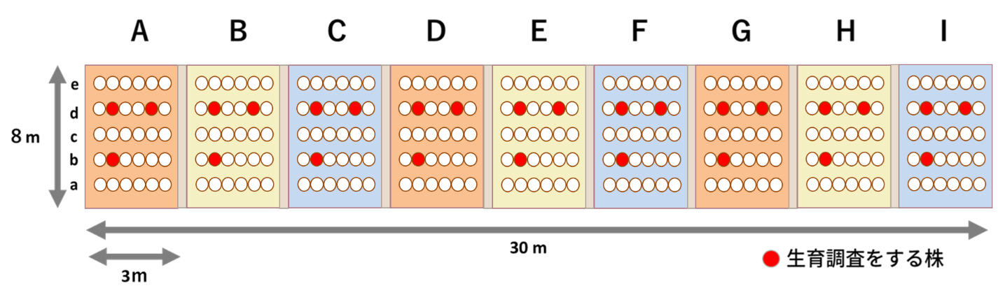 図2　実験区の設定におけるプロットデザイン